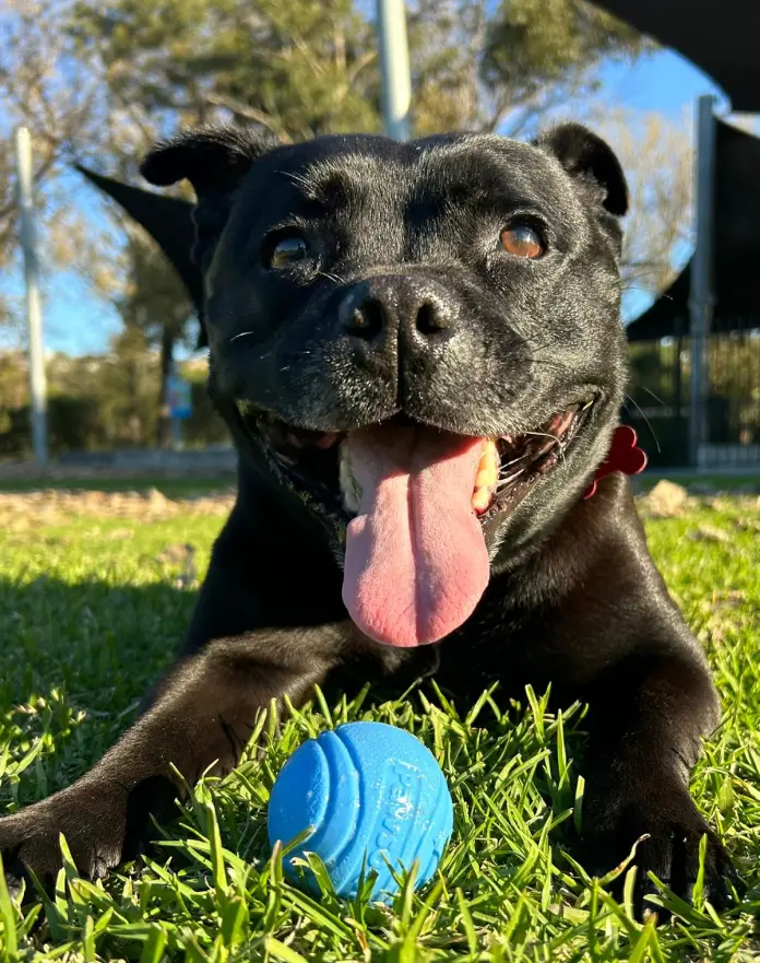 Tully the Staffy loves her Pawsome Ball.