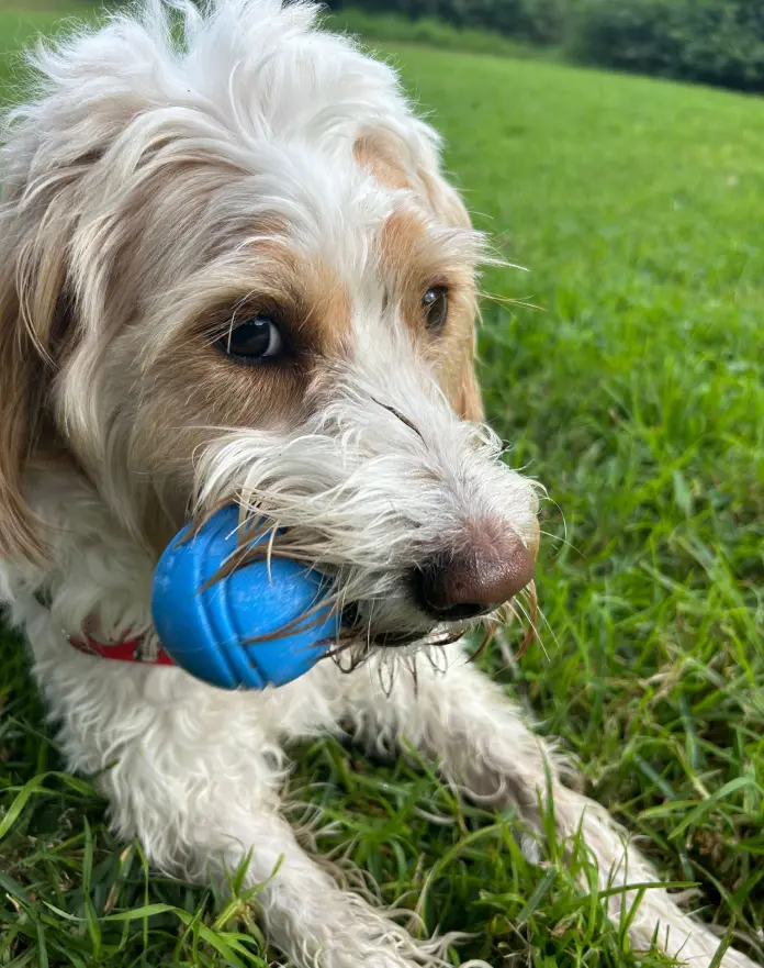 Keanu the Bordoodle loves his Pawsome Ball.
