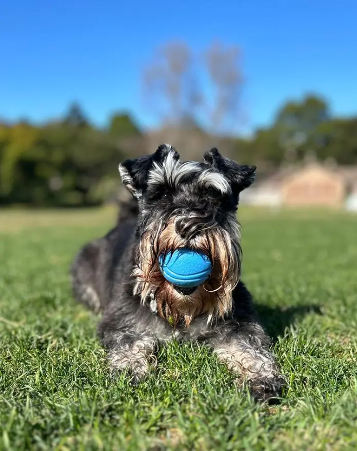 Rosie the Miniature Schnauzer loves her Pawsome Ball.