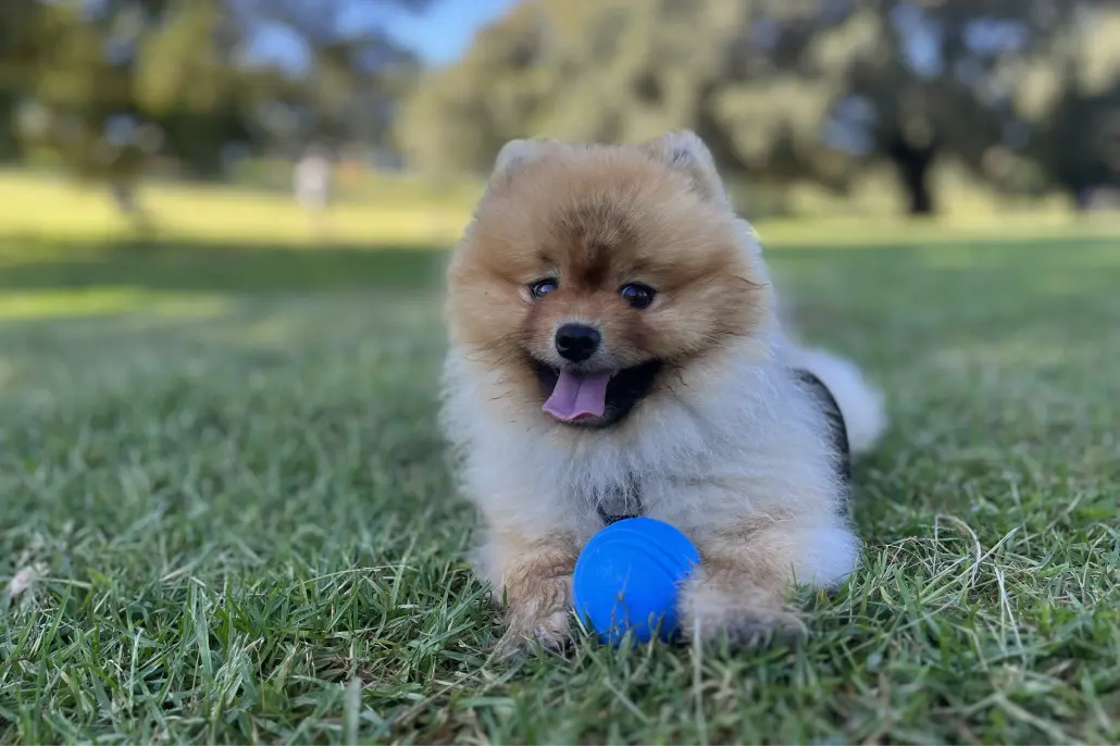 A visual representation of how a dog's colour spectrum makes the blue Pawsome Ball highly visible.