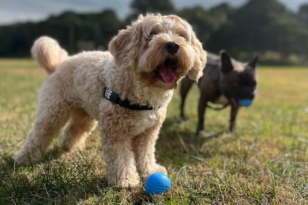 2 happy dogs with their Pawsome Balls.